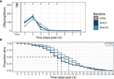 Exploring Effects of C. elegans Protective Natural Microbiota on Host Physiology